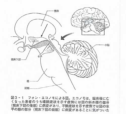 フォン・エコノモの発見