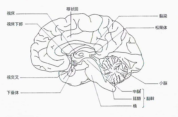 眠りと脳の働き