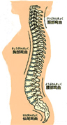腰痛の原因、人の背中の構造
