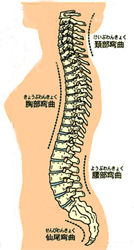 寝ると背中が痛くなるのは背中の構造にあり,背中の痛み解決方法は,
