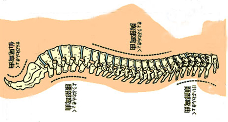 寝て腰痛になる理由腰の湾曲，