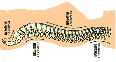 寝て腰が痛くなる理由を詳しく解説し解決策を実例で紹介 朝起きると痛い腰痛の原因と治し方も分かります